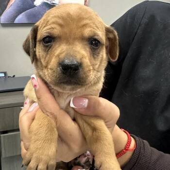 Mixed Breed Dogs Available for Adoption - Rachel | PetCurious