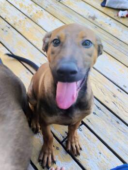 Belgian Shepherd Malinois Dogs Available for Adoption in Lafayette, California - Mystic | PetCurious