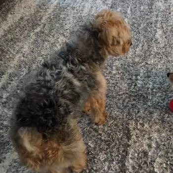 Evie -  Yorkshire Terrier and Mixed Breed Dog for Adoption in Gulfport, Mississippi - Evie | PetCurious