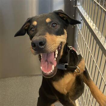 Mixed Breed Dogs Available for Adoption - NICKY | PetCurious