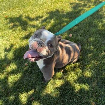 Froggie -  English Bulldog Dog for Adoption in Turlock, California - Froggie | PetCurious