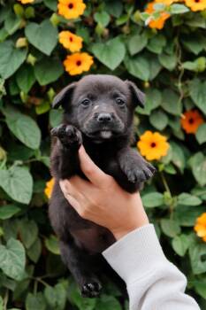 Labrador Retriever and Jindo Dogs Available for Adoption in San Diego, California - Cheddar | PetCurious