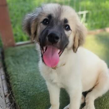 Miss Amaya -  Great Pyrenees Dog for Adoption in Houston, Texas - Miss Amaya | PetCurious