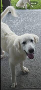 Lando HTX -  Great Pyrenees Dog for Adoption in Quinlan, Texas - Lando HTX | PetCurious