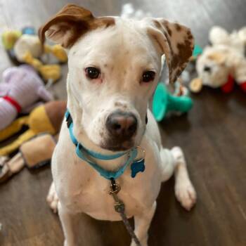 Rescue Mixed Breed Dogs for Adoption in Chicago, Illinois - Seven | PetCurious