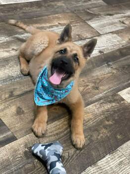 German Shepherd Dog Dogs Available for Adoption - Kenai The Shepherd Puppy | PetCurious