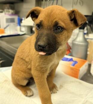 Belgian Shepherd Malinois Dogs Available for Adoption - CUPID | PetCurious