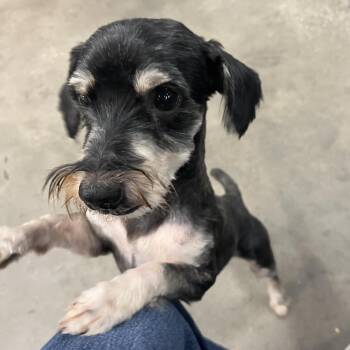 Matt -  Yorkshire Terrier and Mixed Breed Dog for Adoption in Tampa, Florida - Matt | PetCurious