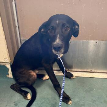 BAYBAY -  Mixed Breed Dog for Adoption in Memphis, Tennessee - BAYBAY | PetCurious