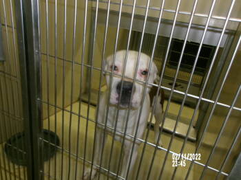 Rescue American Staffordshire Terrier Dogs for Adoption in Clovis, New Mexico - Kong* | PetCurious