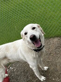 Great Pyrenees Dogs Available for Adoption in Hornell, New York - Palmer | PetCurious