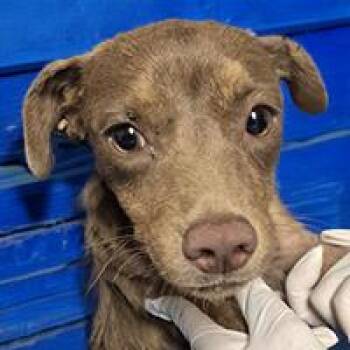 Cloud - URGENT -  Chihuahua and Italian Greyhound Dog for Adoption in Thousand Oaks, California - Cloud - URGENT | PetCurious