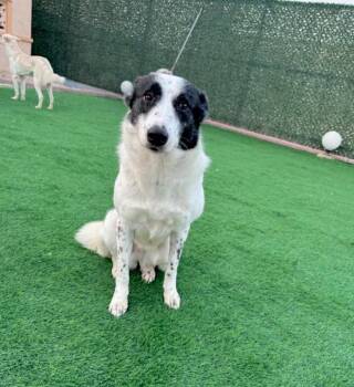 Saluki and Pointer Dogs Available for Adoption - Pickles - Foster Needed | PetCurious