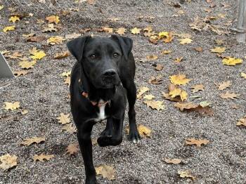 Rescue Mixed Breed Dogs for Adoption in Houghton, Michigan - Phineas | PetCurious