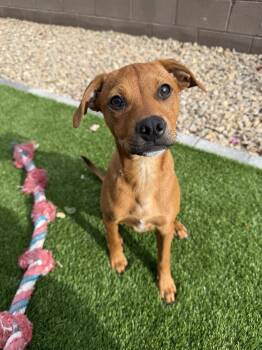 Cattle Dog Dogs Available for Adoption in Las Vegas, Nevada - Duke | PetCurious