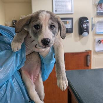 Doctor Octopus -  Shepherd and Husky Dog for Adoption in Pasadena, California - Doctor Octopus | PetCurious