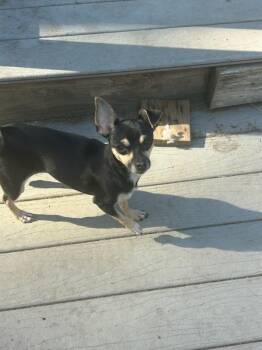 Pretty Princess P -  Chihuahua Dog for Adoption in Randolph, Massachusetts - Pretty Princess P | PetCurious