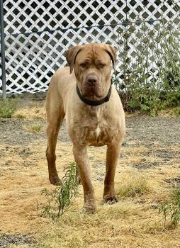 Rescue Mastiff and Great Dane Dogs for Adoption in Roseburg, Oregon - Tug | PetCurious