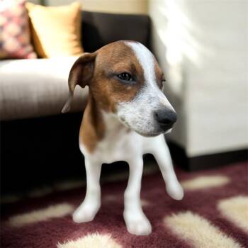 Rescue Shepherd and Smooth Fox Terrier Dogs for Adoption in Thompson Falls, Montana - George9 | PetCurious