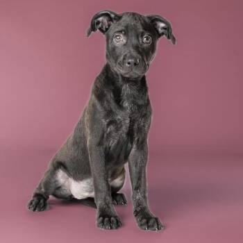 AAD Upcoming Arrival!  Sarah - 26113 -  Pit Bull Terrier Dog for Adoption in Armonk, New York - AAD Upcoming Arrival!  Sarah - 26113 | PetCurious