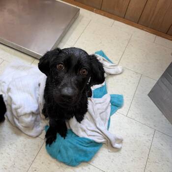 Mixed Breed Dogs Available for Adoption - Rachel | PetCurious