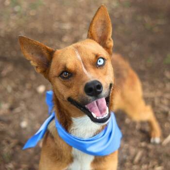 PRINGLES -  Terrier Dog for Adoption in San Antonio, Texas - PRINGLES | PetCurious