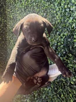 61262052 -  Pit Bull Terrier and Mixed Breed Dog for Adoption in El Paso, Texas - 61262052 | PetCurious