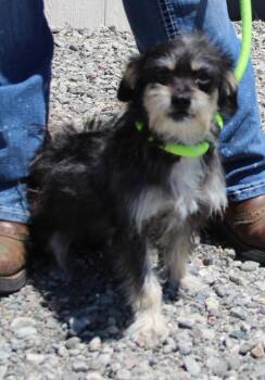 Yorkshire Terrier and Mixed Breed Dogs Available for Adoption in Vacaville, California - Holly | PetCurious