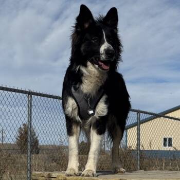 Rescue Australian Shepherd Dogs for Adoption in Lander, Wyoming - JJ | PetCurious