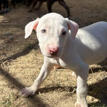 Yancy -  Labrador Retriever and Feist Dog for Adoption in Sanford, North Carolina - Yancy | PetCurious