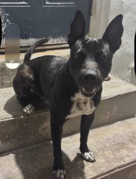 Labrador Retriever Dogs Available for Adoption in Boca Raton, Florida - Inky | PetCurious