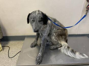 Australian Cattle Dog Blue Heeler and Mixed Breed Dogs Available for Adoption - MILEY | PetCurious