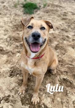 LuLu -  Labrador Retriever Dog for Adoption in Houghton Lake, Michigan - LuLu | PetCurious