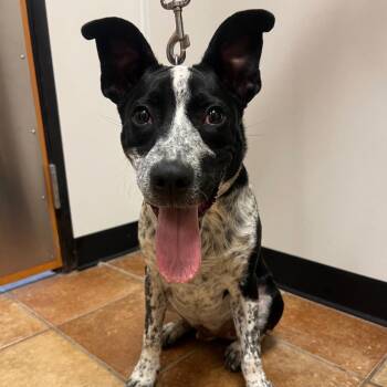 FWT Delta -  Australian Cattle Dog Blue Heeler and Mixed Breed Dog for Adoption in Midland, Texas - FWT Delta | PetCurious