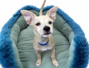 ERNESTO -  Yorkshire Terrier and Chihuahua Dog for Adoption in Fort Lauderdale, Florida - ERNESTO | PetCurious