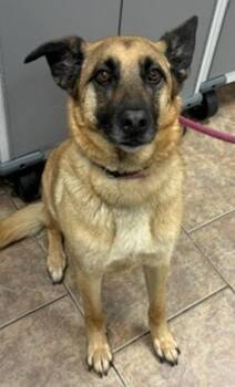Iggy -  German Shepherd Dog Dog for Adoption in Littleton, Colorado - Iggy | PetCurious