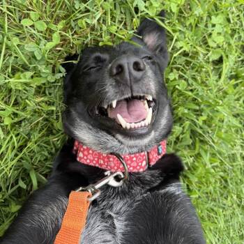 Allie -  Australian Cattle Dog Blue Heeler and Australian Shepherd Dog for Adoption in Sparta, New Jersey - Allie | PetCurious