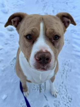 Nova: Adopt or Forever Foster -  Pit Bull Terrier and Catahoula Leopard Dog Dog for Adoption in Rochester, New York - Nova: Adopt Or Forever Foster | PetCurious