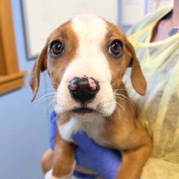 Labrador Retriever Dogs Available for Adoption in Redwood Valley, California - Minnow | PetCurious