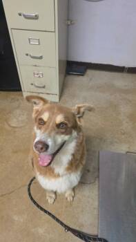 Siberian Husky and Shepherd Dogs Available for Adoption in New Braunfels, Texas - Shaggy | PetCurious