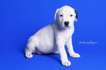 London -  Pit Bull Terrier Dog for Adoption in Russiaville, Indiana - London | PetCurious