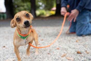 Gladys -  Chihuahua Dog for Adoption in Santa Rosa, California - Gladys | PetCurious