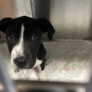 BONUS -  Pit Bull Terrier Dog for Adoption in Greensboro, North Carolina - BONUS | PetCurious