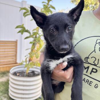 Midnight -  Shepherd Dog for Adoption in Rancho Santa Margarita, California - Midnight | PetCurious