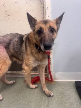 Rescue Mixed Breed Dogs for Adoption in Danielsville, Georgia - Seagraves Dog | PetCurious