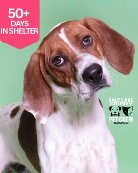 *Famous Amos* -  American Foxhound Dog for Adoption in Salt Lake City, Utah - *Famous Amos* | PetCurious