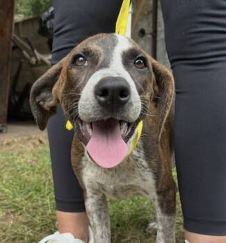 Rescue Hound Dogs for Adoption in Washington, District Of Columbia - Pup Alma | PetCurious