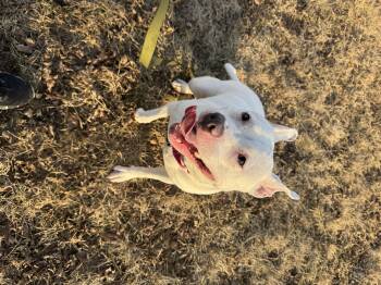 Pit Bull Terrier and Mixed Breed Dogs Available for Adoption - Brie | PetCurious