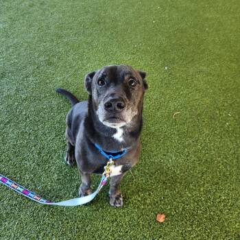 Rescue Black Labrador Retriever and Mixed Breed Dogs for Adoption in West Palm Beach, Florida - Brazier | PetCurious