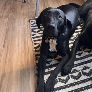 Oits -  Pit Bull Terrier and Black Labrador Retriever Dog for Adoption in Columbus, Georgia - Oits | PetCurious